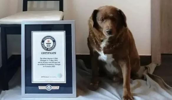 УГИНА РЕКОРДЕРОТ ВО КУЧЕШКИ ЖИВОТ: Боби, најстарото куче на светот, доживеа длабока кучешка старост од 31 година и 165 дена
