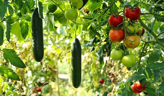 ЗЕМЈОДЕЛСТВО: Македонија за увоз на храна потрошила 700 милиони евра, се увезуват домати и краставици кои сме ги извезувале