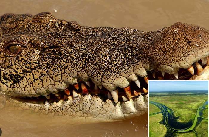 АВСТРАЛИСКИ ФАРМЕР: Преживеав напад на крокодил откако го гризнав