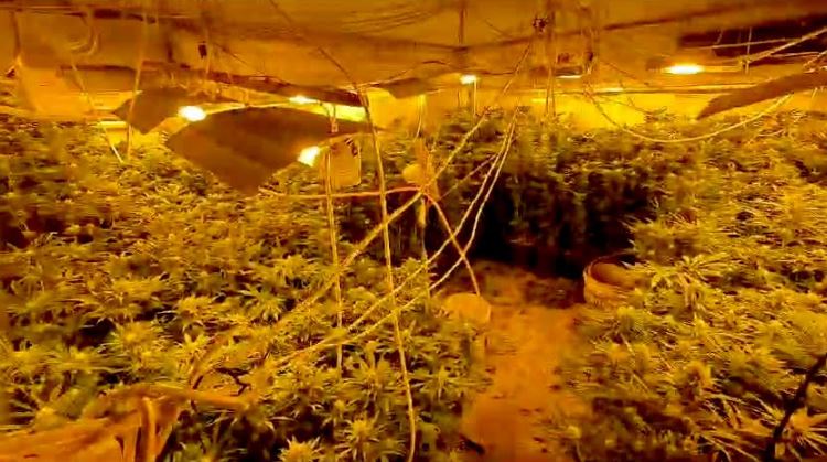 МВР: Ограбени се повеќе од половина тон марихуана од фабрика за медицински цели во Чегране, работиме на расчистување на случајот
