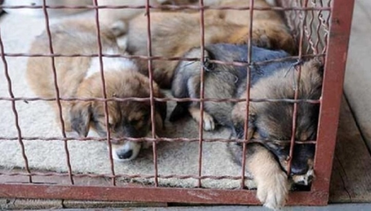 НОВ ЗАКОН ВО ЈУЖНА КОРЕЈА: До 2027 година треба да се укине индустријата за колење кучиња и продажбата на нивното месо