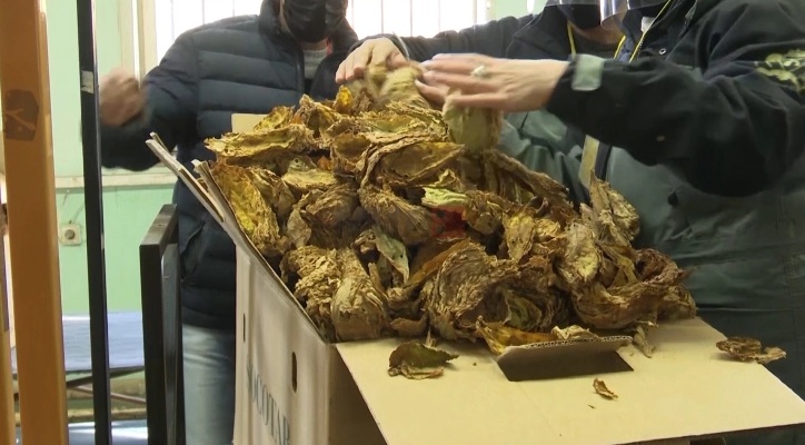 ДРЖАВЕН ИНСПЕКТОРАТ: Бавно оди откупот на тутунот, годинашната реколта е околу 15.000 тони, а досега се откупени само 6.000