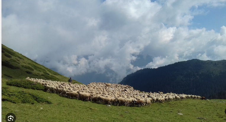 ВИСОКА ПЛАТА БЕЗ НИКАКВО ОБРАЗОВАНИЕ: Недостиг од овчари за 1.000 евра месечно, со платена храна, сместување и интернет