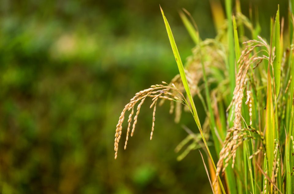 ТРИПУНОВСКИ: Водостопанство е исцедено од 7 годишното владеење на СДС, сега има помалку вода за 2.200 хектари со ориз