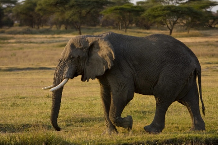 ЗАКАНА ОД МАСИСИ: Боцвана во Германија ќе испрати 20.000 слонови, ќе им го дадеме овој подарок за кој не прифаќам одбивање