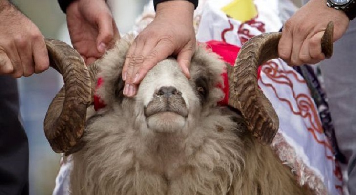 ПОВРЕДИ ВО ТУРЦИЈА: Најмалку 16.000 месари-аматери се повредени на првиот ден на Курбан Бајрам при обичајот колење животни