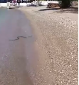 Во Грција снимена огромна змија на плажа: „И таа сака да се разлади“ (ВИДЕО)