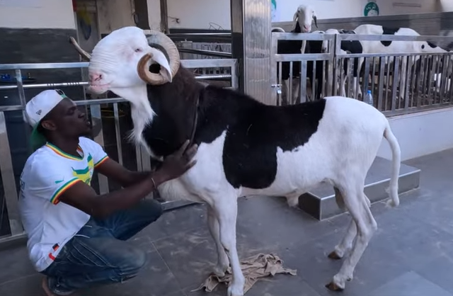 ЦЕНА ПОГОЛЕМА ОД ЛУКСУЗЕН АВТОМОБИЛ: Овците од расата „ладум“ се продаваат за по 90.000 долари (ВИДЕО)