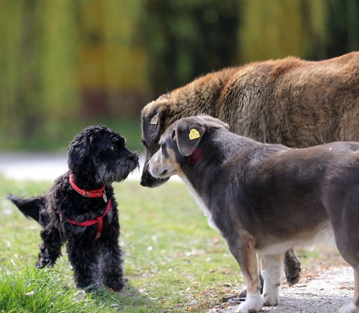 АНИМА МУНДИ: Ни 100 Лајки не можат да ја намалат бројката ако нема контрола врз тие што чуваат и размножуваат опасни кучиња