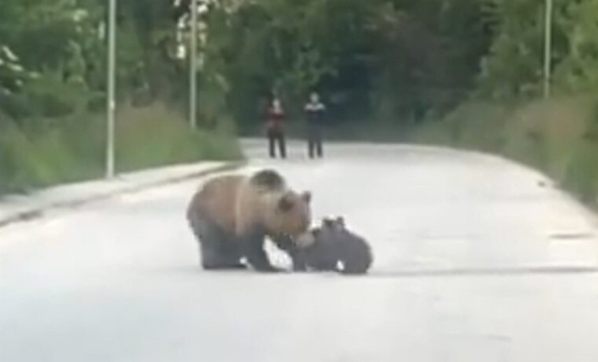 (видео) ВНИМАНИЕ, МЕЧКИ НА ПАТОТ: Мечка со нејзините две мали мечиња, во потрага по храна, се рашетаа по асфалтот во Маврово