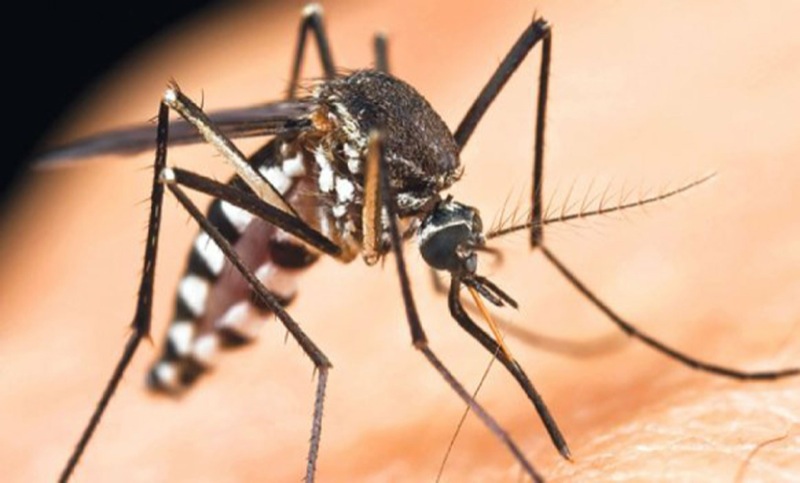 ЕЦДЦ: Во Франција, Шпанија, Грција и 10 други земји во Европа е зголемен бројот на тигрести комарци кои пренесуваат денга треска