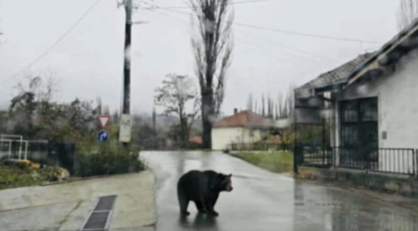 Мечка се прошета низ селото Петралица, Ранковце, среде бел ден