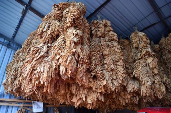 БЕЗ ПРОБЛЕМИ ТЕЧЕ ОТКУПОТ НА ТУТУНОТ: Просечната цена 7 евра за кг, тутунарите задоволни, досега откупени 24 милиони кг тутун