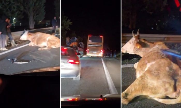 МЗШВ: Ако сточарите забележат симптоми или нагли промени кај животните, треба веднаш да ги известат ветеринарните друштва