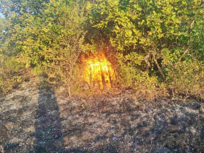 ПЕТРУШЕВСКИ: СДС се радува на пожарите кои горат низ државата, некој постојано разгорува, а тие шират политички хаос