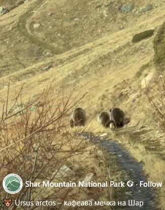 Мечка со две младенчиња прошета пред планинари на Шара, во следните 2 години ќе учат од мајката како да преживуваат (ВИДЕО)