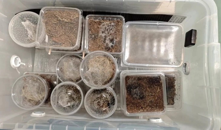 АКЦИЈА НА БЕЛГИСКАТА ПОЛИЦИЈА: Запленети се околу 150 илјади тарантули и други заштитени и мошне отровни видови пајаци