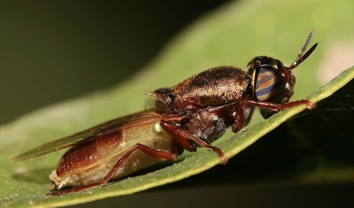 ФАРМА ЗА МУВИ ВО АВСТРИЈА: Одгледуваме млади ларви од црни војнички муви, кои ги пакуваме и им ги испраќаме на нашите клиенти