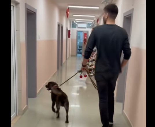 ВИДЕО: Лабрадор вклучен во терапевтскиот процес на Клиниката за психијатрија