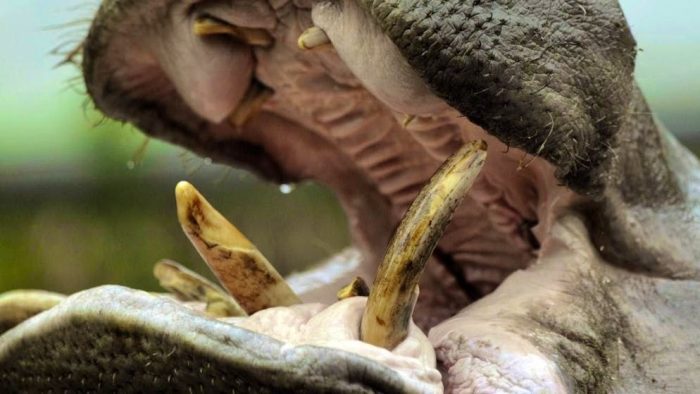 Четворица загинаа по напад од нилски коњ додека група мажи нелегално ловеле риба во Кенија