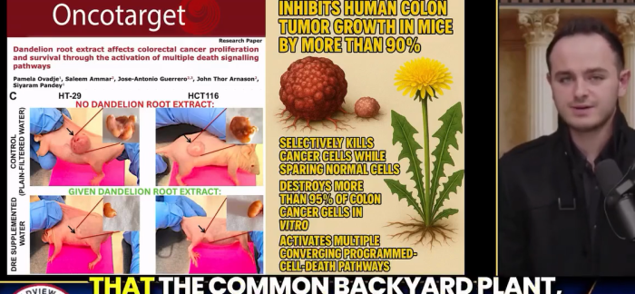 (ВИДЕО) Глуварчето може да уништи 90 отсто од канцер клетките, сопрени се испитувањата кај луѓе