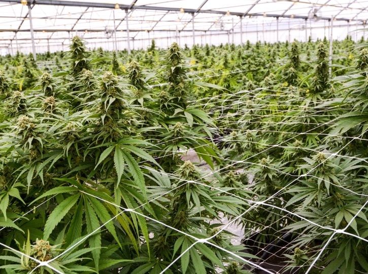 ПРОВЕРКА НА ЛИЦЕНЦИ ЗА МАРИХУАНА: Почнаа вонредните контроли на 43 плантажери што произведуваат медицински канабис