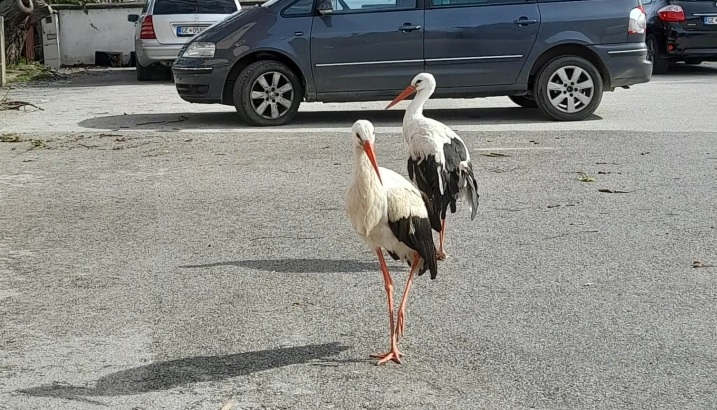 ШТРКОВИ КОИ НЕ СЕ СЕЛАТ ОД МАКЕДОНИЈА: Зимуваат во дворот на Ленче, нивните крилја не може да ги носат со јатата до Африка и назад