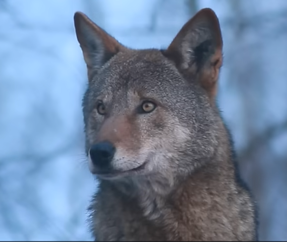 Германските власти го ослободија волкот што неодамна касна жена во трговскиот округ во Хамбург