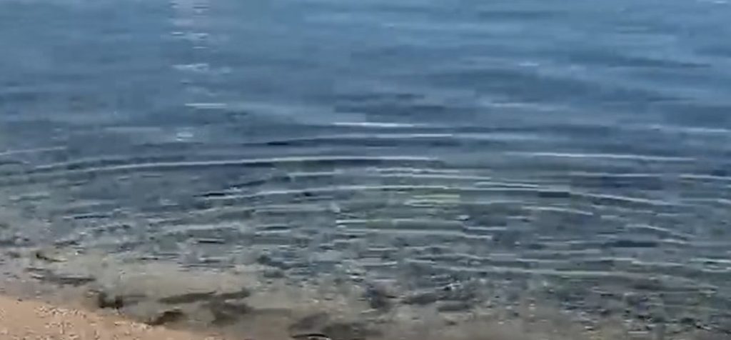 ФЕНОМЕН ВО ОХРИДСКО ЕЗЕРО: Започна да се мрести кленот, брегот преполн! (ВИДЕО)