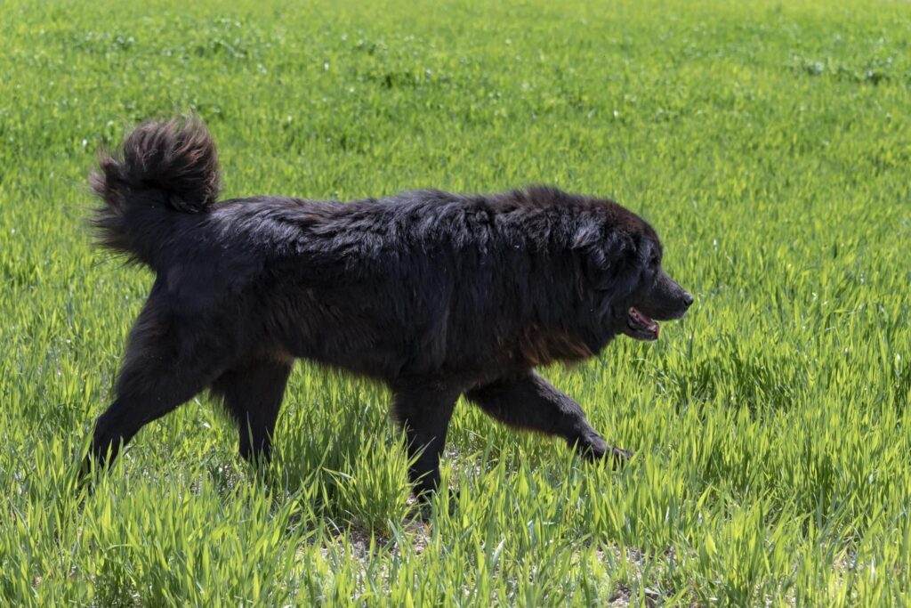 СВЕТСКО КИНОЛОШКО СЕМЕЈСТВО: Караман од Македонија стана прво признаено овчарско куче со самостојно национално потекло