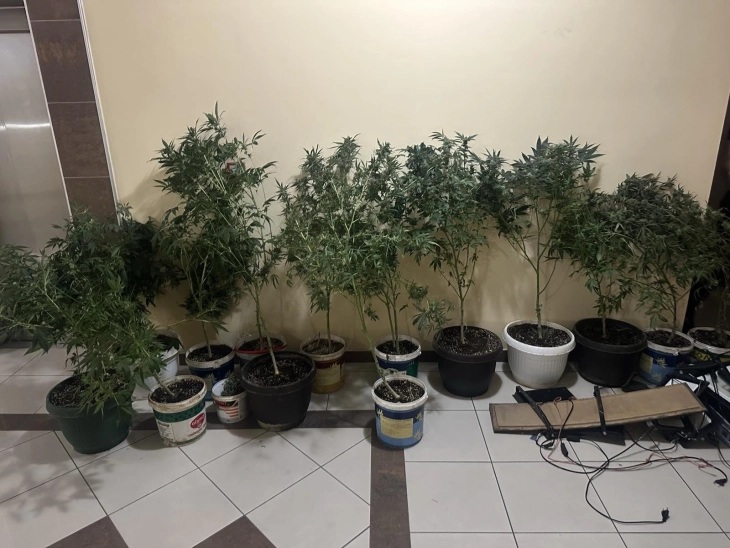 УРБАНА „КАНАБИС-ПЛАНТАЖА“: Полицијата упаси 50-годишен маж кој во скопски Аеродром во 41 саксии одгледувал марихуана