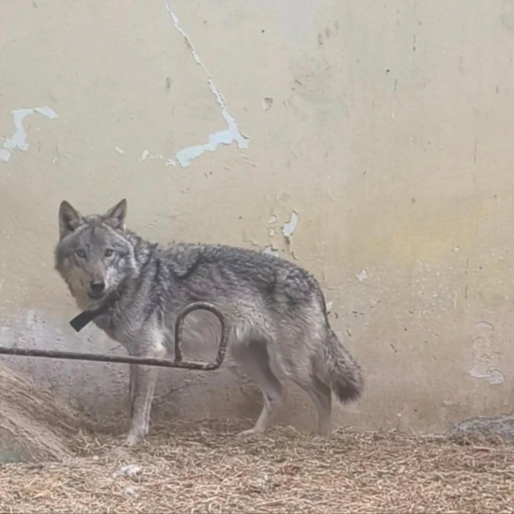 АХВ: Официјален ветеринар потврди дека заловеното животно е волк