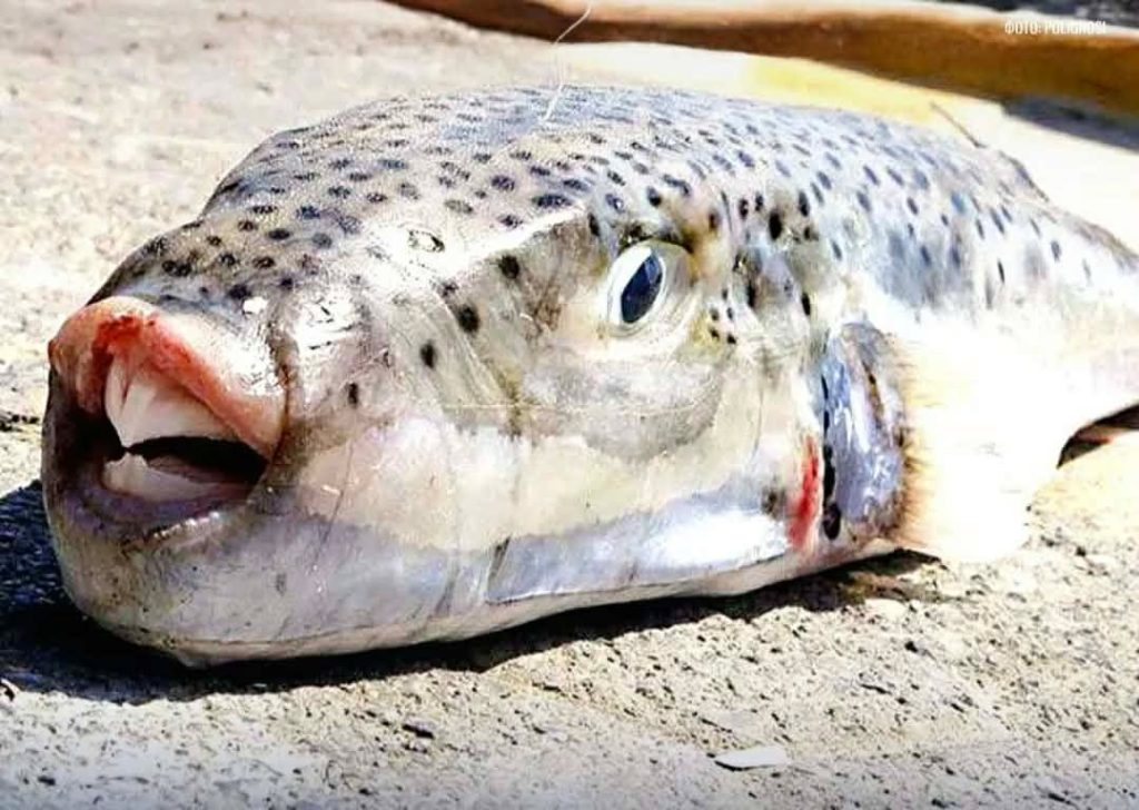 ВНИМАТЕЛНО ВО ГРЦИЈА: На плажа во Пефкохори зајачка риба касна жена, која потоа била однесена за лекарска помош