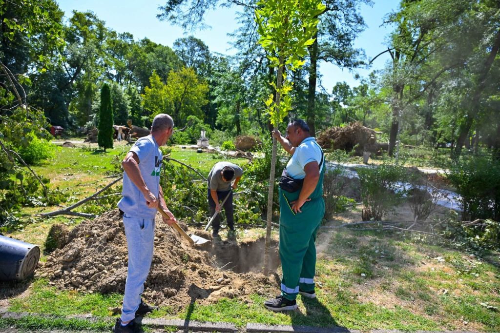 ОБНОВА НА ПАРКОТ ВО СКОПЈЕ: Денеска засадени 60 нови садници на јавори и јасени во Градскиот парк откако невремето направи пустош