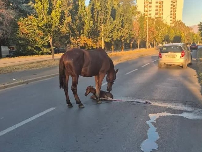 НЕСЕКОЈДНЕВНО ВО СКОПЈЕ: Кобила се ождреби на улица, со ждребето се згрижени во ЗОО градината, објави градоначалникот Ѓорѓиевски